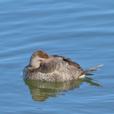 Ruddy Duck