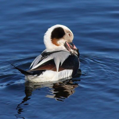 Long-tailed Duck