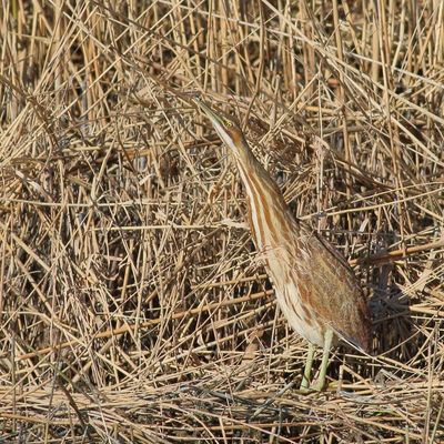 American Bittern