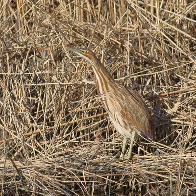 American Bittern