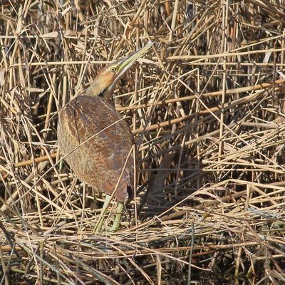 American Bittern