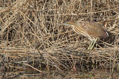 American Bittern