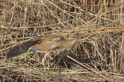 American Bittern