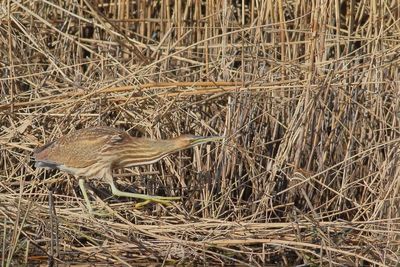 American Bittern