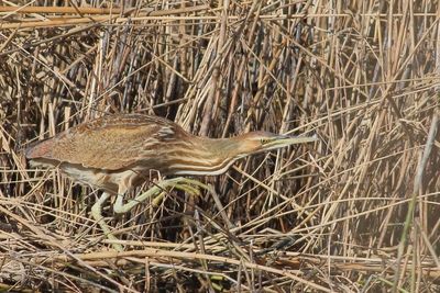 American Bittern