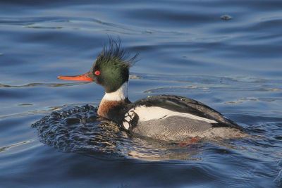 Red-breasted Merganser ♂