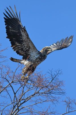 Bald Eagle