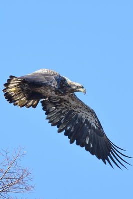Bald Eagle