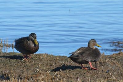 American Black Ducks  ♂