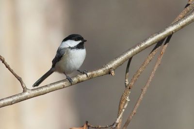 Black-capped Chickadee