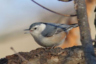 White-breasted Nuthatch