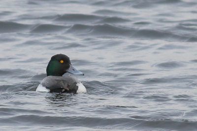 Lesser Scaup ♂