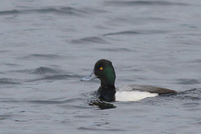 Lesser Scaup ♂