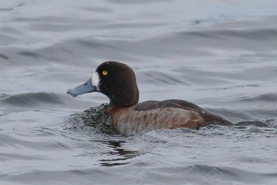 Greater Scaup ♀