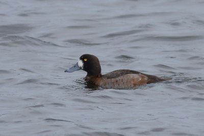 Greater Scaup ♀