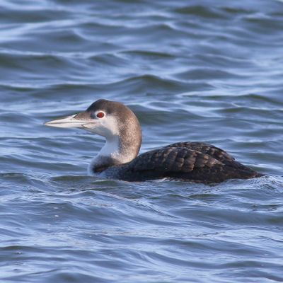 Common Loon