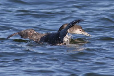 Common Loon