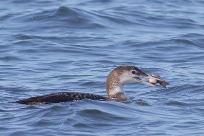 Common Loon