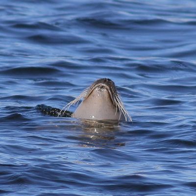 Harbor Seal