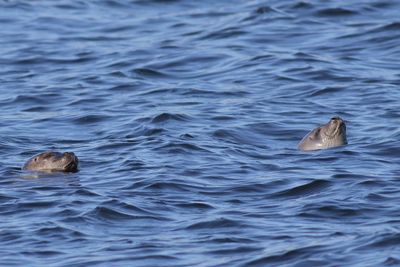 Harbor Seals