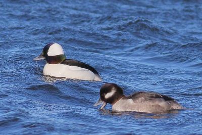 Bufflehead ♂ & ♀