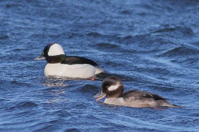 Bufflehead ♂ & ♀