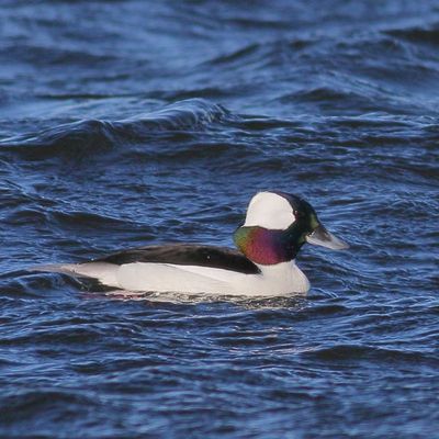 Bufflehead ♂