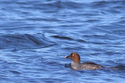 Common Goldeneye ♀