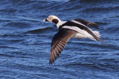 Long-tailed Duck ♂