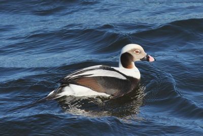 Long-tailed Duck ♂