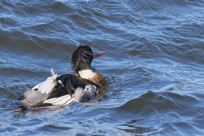 Red-breasted Merganser ♂