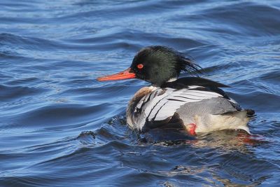 Red-breasted Merganser ♂