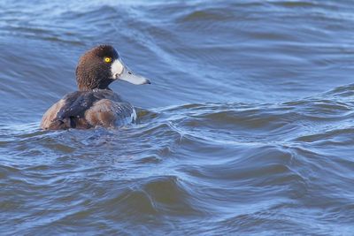 Scaup ♀