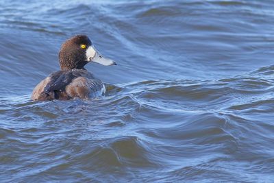 Greater /Lesser Scaup