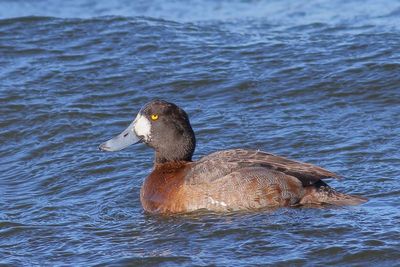 Scaup ♀