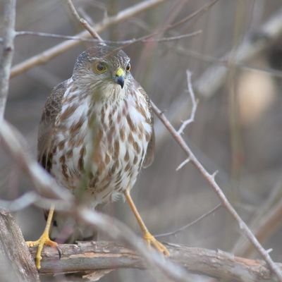 Sharp-shinned Hawk