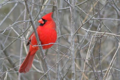Northern Cardinal ♂