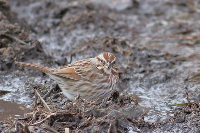 Song Sparrow