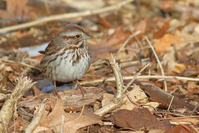 Song Sparrow