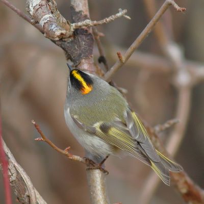 Golden-crowned Kinglet