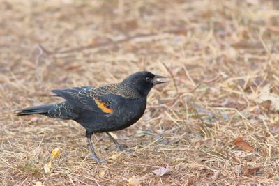 Red-winged Blackbird ♂