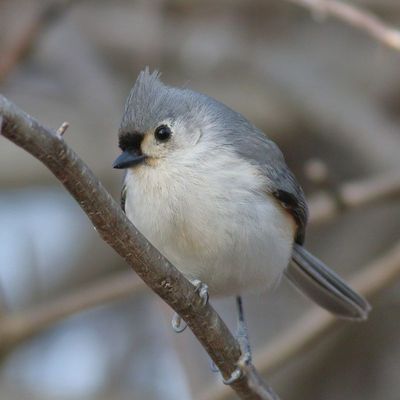 Tufted Titmouse