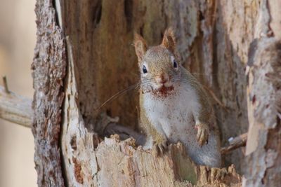 Red Squirrel