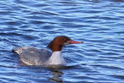 Common Merganser ♀