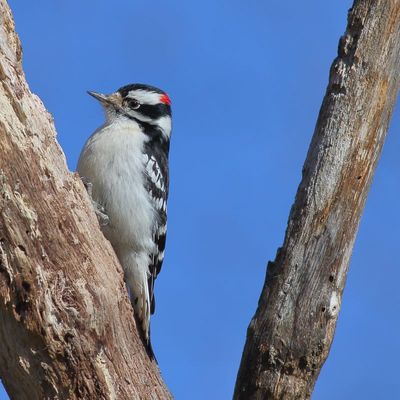 Downy Woodpecker ♂