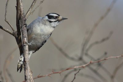 Downy Woodpecker  ♀