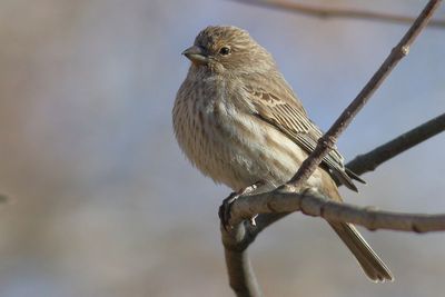 House Finch ♀