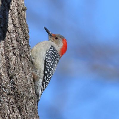 Red-bellied Woodpecker ♀