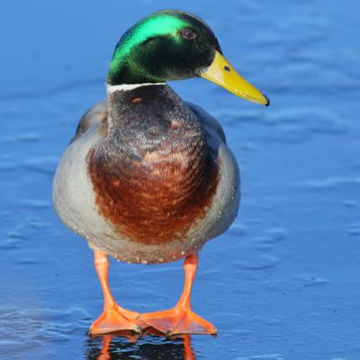 Mallard ♂
