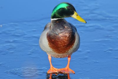 Mallard ♂